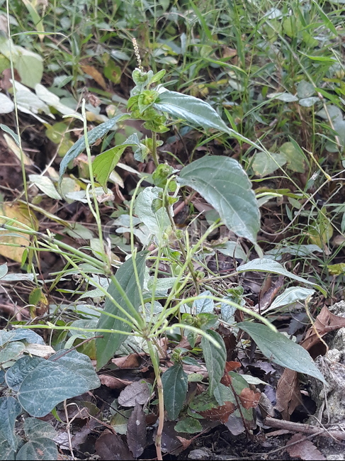 쇠뜨기,쇠뜨기풀,식물,잎,plant,식물,자연,plants,nature