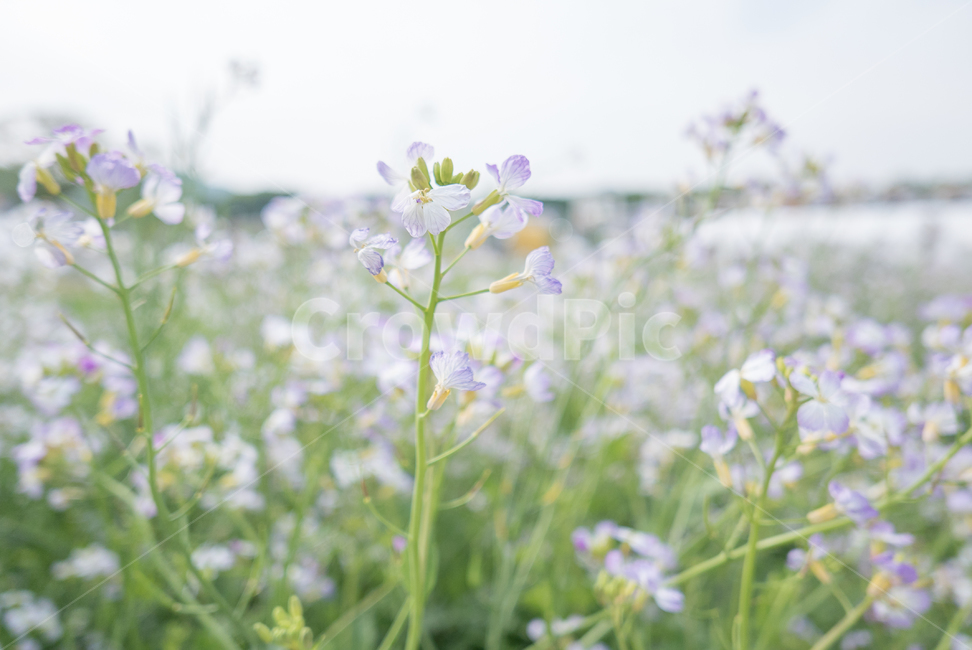 꽃,자연,초록,배경,flower