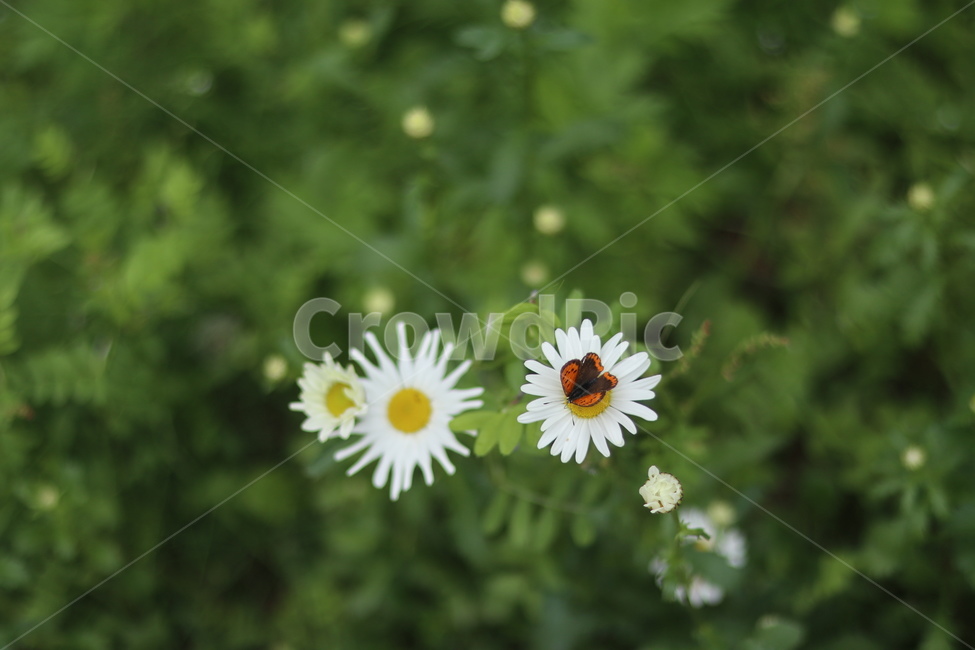 샤스타데이지,꽃,나비,봄,흰색꽃,초록,식물,자연,plants,nature,꽃,flower