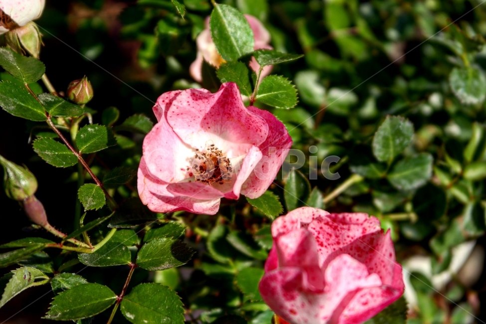 꽃,들꽃,여행,일상,풍경,초록,봄,따스함,봄,계절,spring,season,식물,자연,plants,nature,꽃,flower,plant,rose,장미,blossom