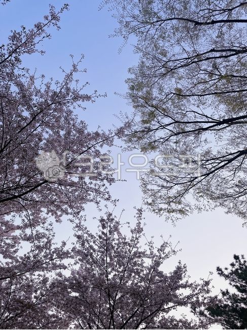 sky,Cherry Blossom,nature,cherryblossom,tree,flower,cherry blossom tree,spring
