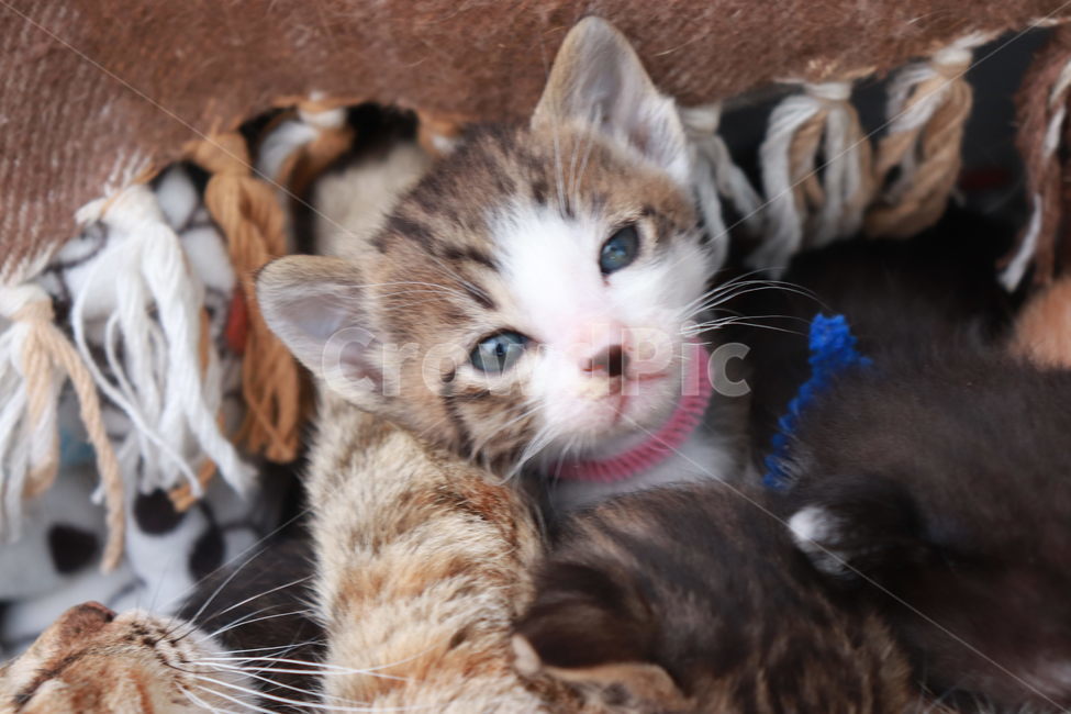 고양이,아기고양이,새끼고양이,고양이장난,동물,동물,animal,포유류,mammal,고양이,cat,kitten,kitty