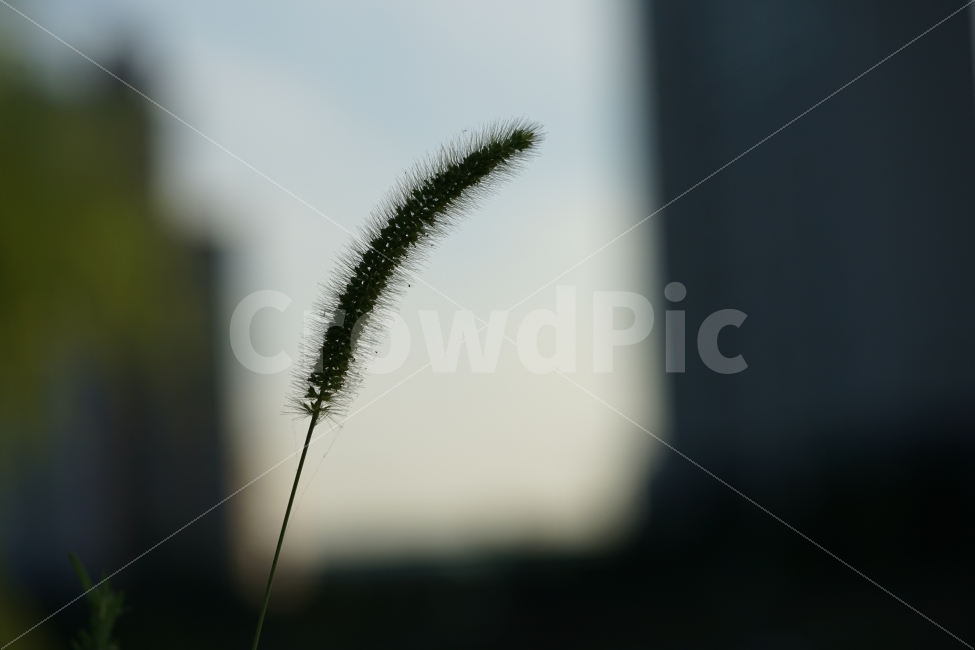 	강아지풀,풀,식물,감성,감성사진,풍경,풍경사진,생명,그린,느낌,감성샷,자연,식물,자연,plants,nature