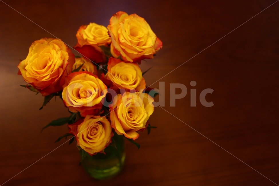 장미꽃,노란장미,꽃,꽃병,장미,테이블,화병,감성사진,아늑한,아름다운,자연,rose,yellowrose,pot,table,sensitive,nature,식물,자연,plants,nature,꽃,flower