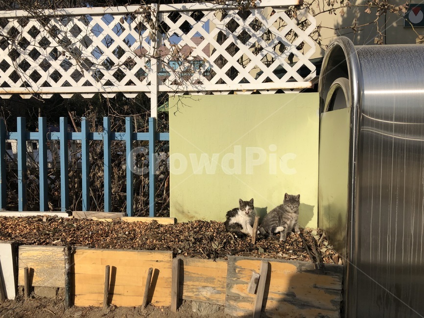 고양이,길고양이,cat,새끼고양이,형제,담벼락,경계,동물,animal,포유류,mammal,고양이,cat,kitten,kitty