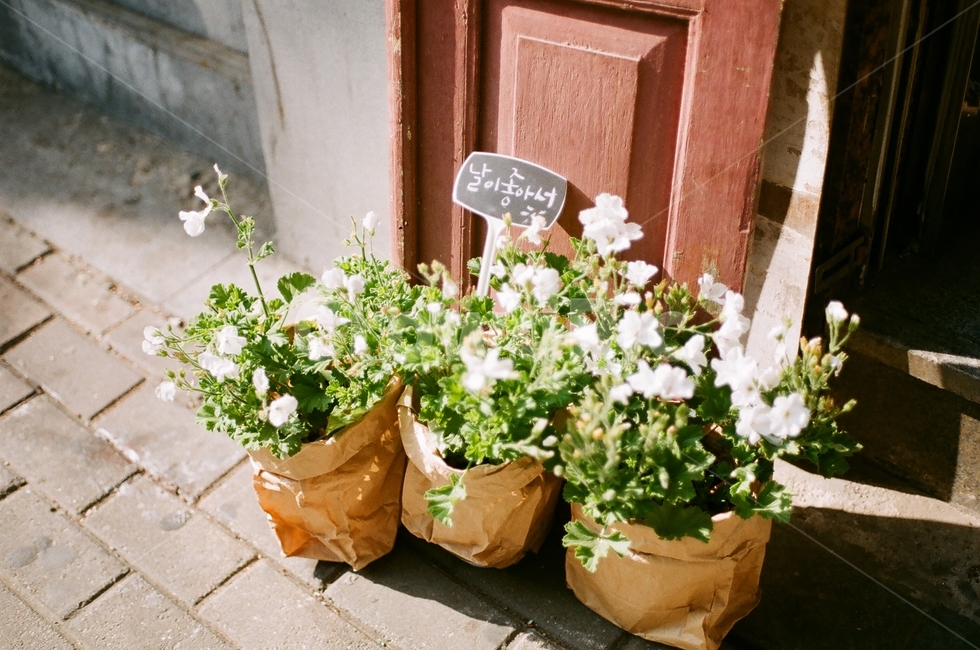 꽃,꽃집,하얀꽃,화분,화분들,실내용화초,화분,화초,house plant