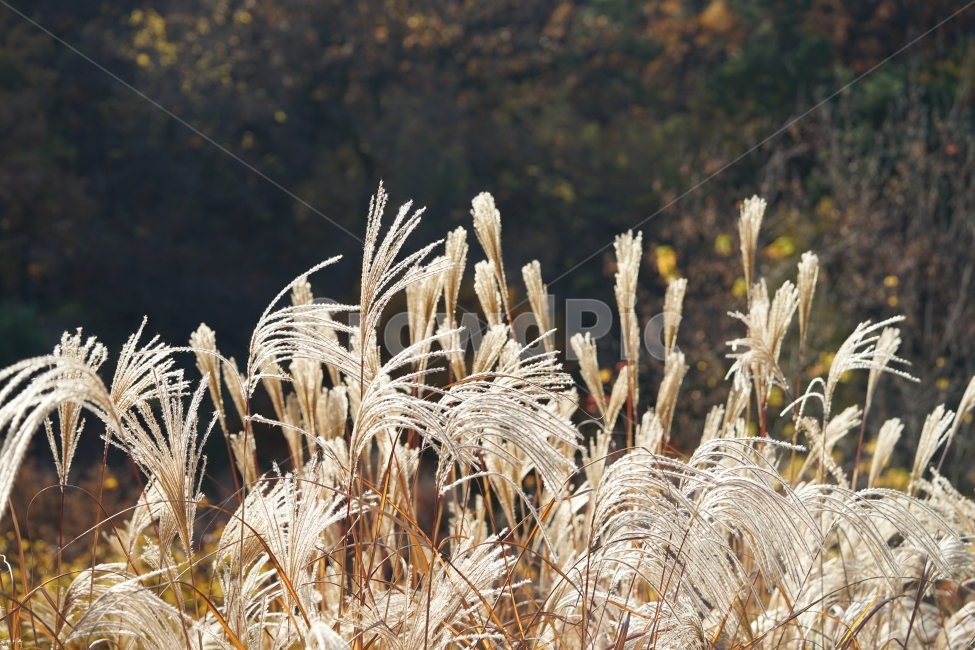 억새,가을,느낌,감성,감성사진,계절,들판,자연,식물,feel,감성샷,바람,풍경사진,풍경,갈대,가을풍경,가을느낌,가을,계절,fall,autumn,season,식물,자연,plants,nature,감성,sensible,feeling,grass,잔디,plant,lawn