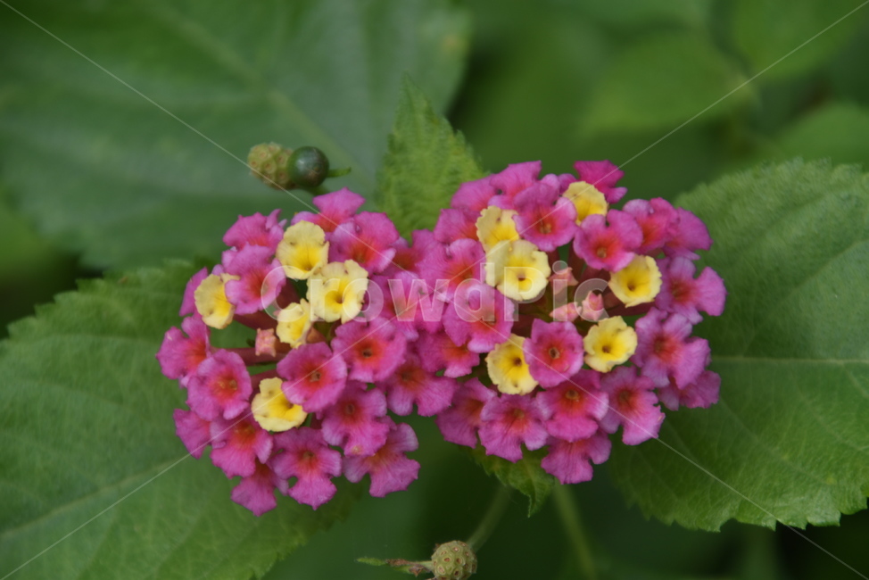 plant,식물,꽃,수목원,flower,식물,자연,plants,nature,꽃,flower