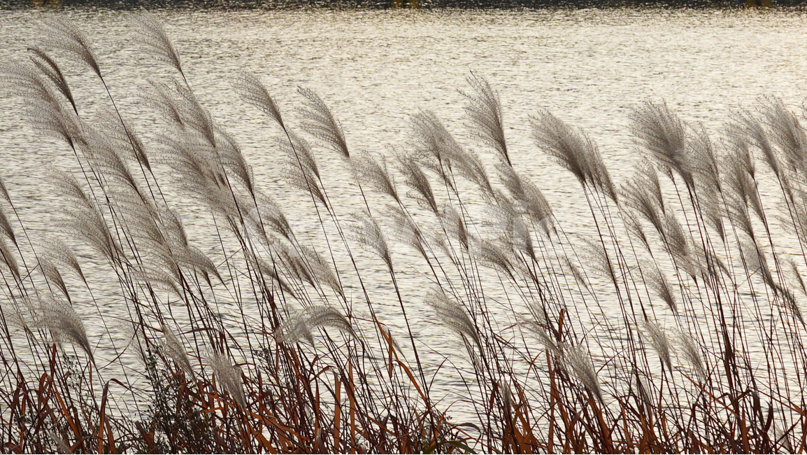 plant,식물,grass,잔디,lawn,reed,갈대,가을,공원,황금빛,물결,호수,호수공원,노을빛,autumn