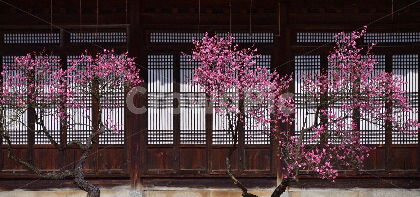 매화,매화꽃,봄꽃,봄,분홍,핑크,pink,식물,나무,spring,봄,계절,spring,season,한국전통,한국문화,korean traditional,korean culture,식물,자연,plants,nature,꽃,flower,plant,blossom