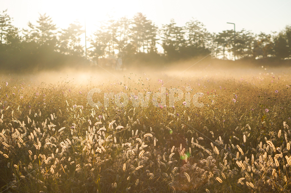 빛,아침,개망초,풍경,자연,nature,weather,날씨,outdoors,옥외,fog,안개