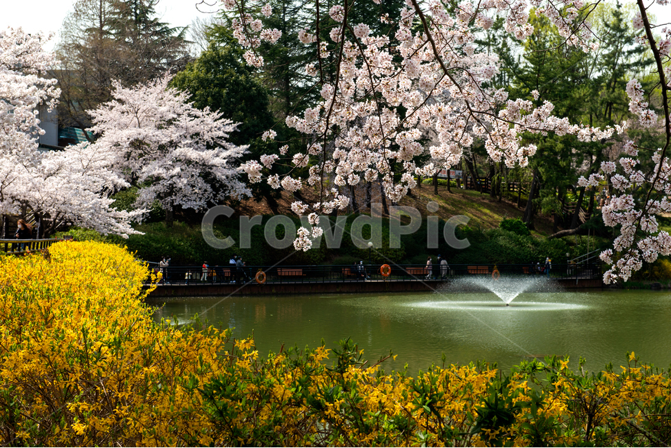 plant,식물,blossom,flower,꽃,cherryblossom,벚꽃,개나리,pond,연못,fountain,분수,spring,봄