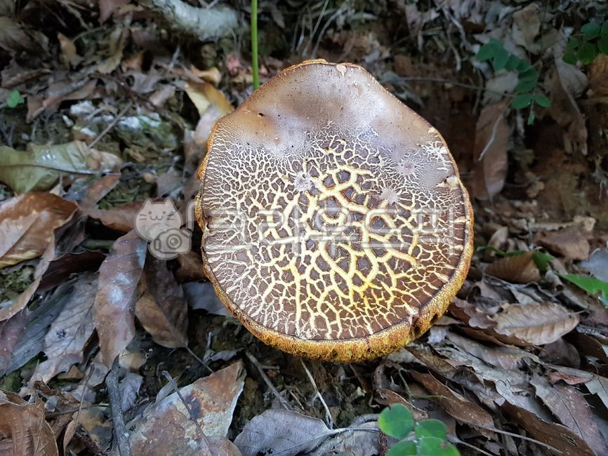 접시껄껄이,껄껄이버섯속,조개껍질버섯,약용버섯,버섯