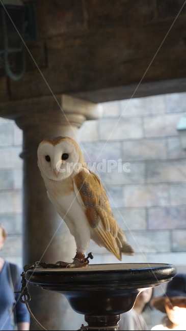 person,사람,human,인간,animal,동물,bird,새,부엉이,올빼미