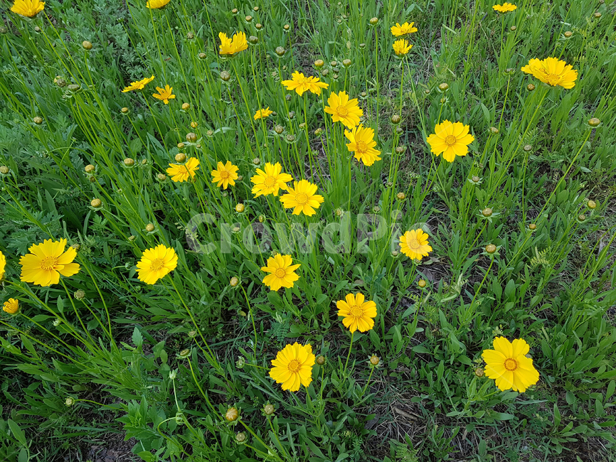 꽃,꽃밭,노란꽃,초록잎,flower,plant,식물,grassland,목초지,field,들,nature,자연