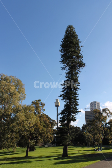 공원,나무,하늘,park,tree,sky,plant,식물,abies,아비,fir,전나무,자연,풍경,nature,landscape