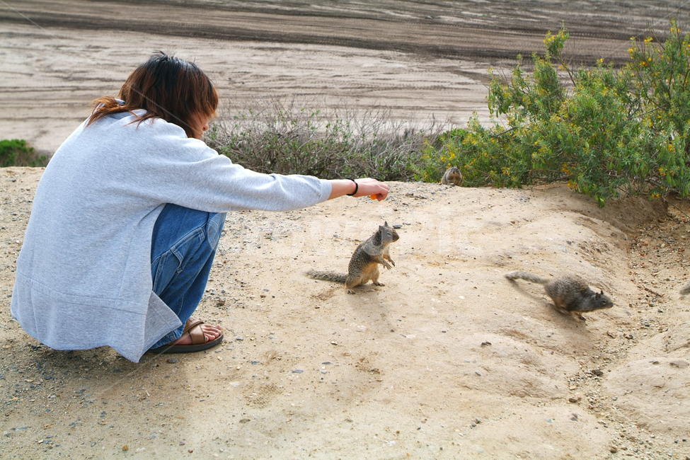 squirrel,cute,animals,fun,ground,신기,재미,다람쥐,땅다람쥐,human,인간,person,사람,동물,animal,포유류,mammal,사람,인물,인간,human,person,남성,남자,man,male
