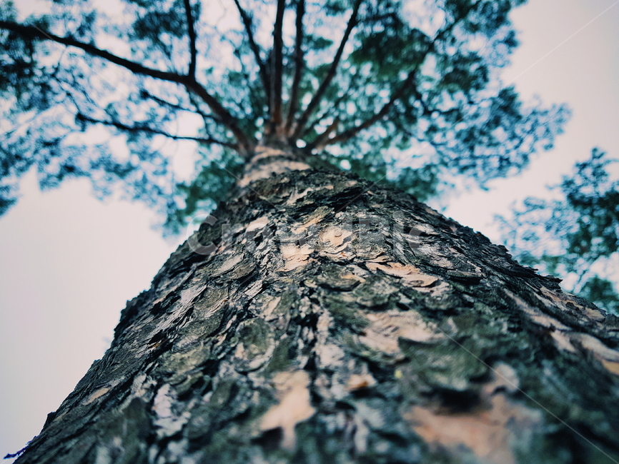 tree,나무,plant,식물,treetrunk,나무줄기,식물,자연,plants,nature,나무,trees,wood
