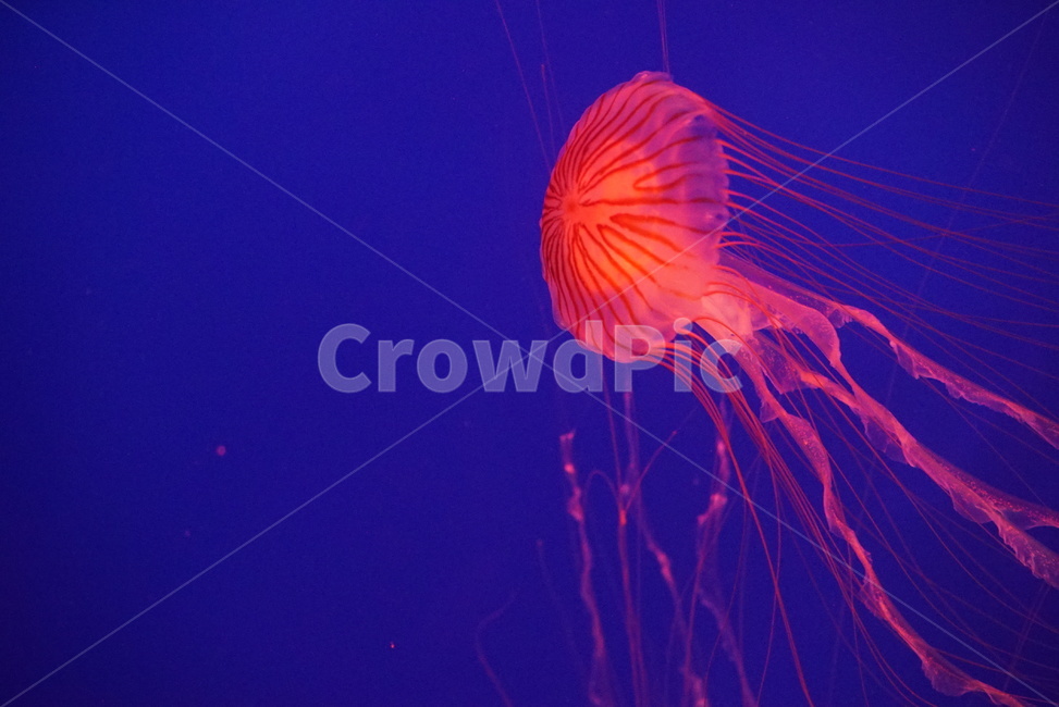 동물,sealife,해양생물,해파리,아쿠아리움,animal,동물,animal