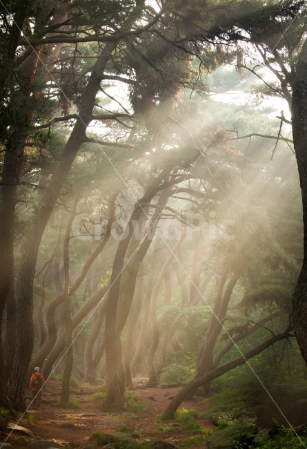 소나무,소나무숲,경주,삼릉,아침안개,빛내림,풍경사진,자연,풍경,nature,landscape,휴식,힐링,rest,relaxation,healing,사람,인물,인간,human,person,weather,날씨
