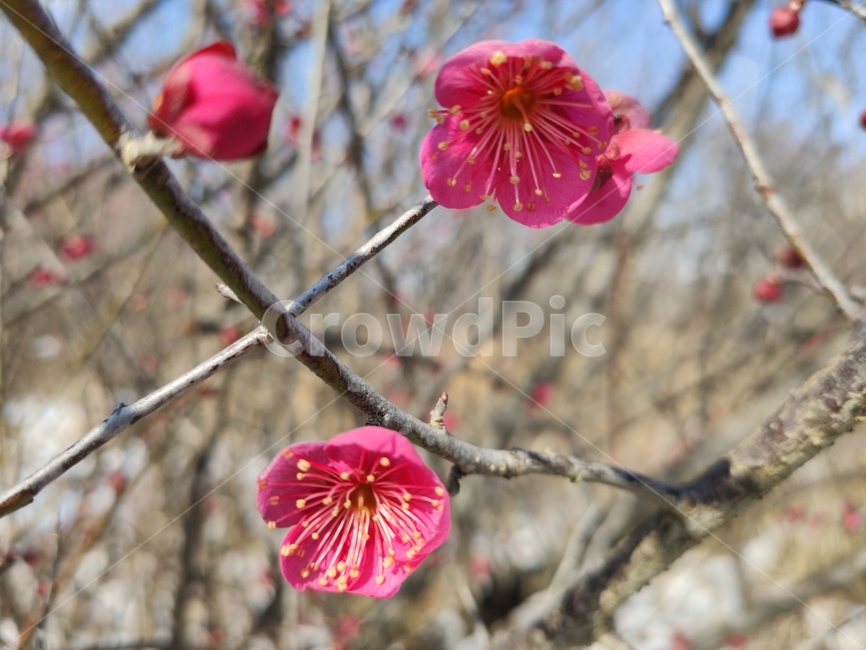 홍매화,매화,매화꽃,붉은매화꽃,홍매,자장매,maehwa,plant,식물,blossom,geranium,제라늄,flower,꽃,식물,자연,plants,nature,꽃,flower