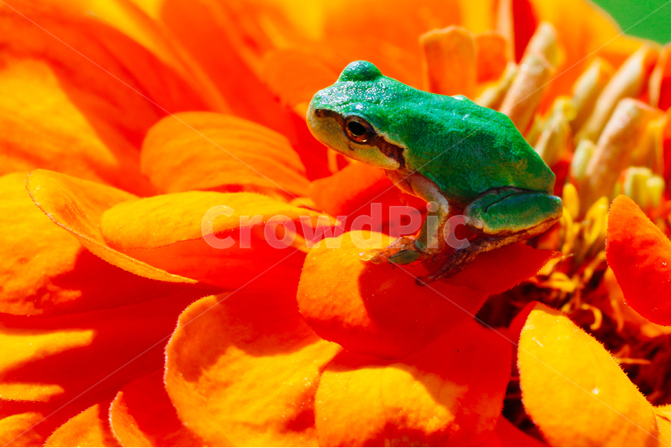 꽃,꽃머리,개구리,접사,매크로,동물,animal,파충류,양서류,reptile,amphibian,색깔,색상,색채,색감,color sense,color sensitivity,feeling of color