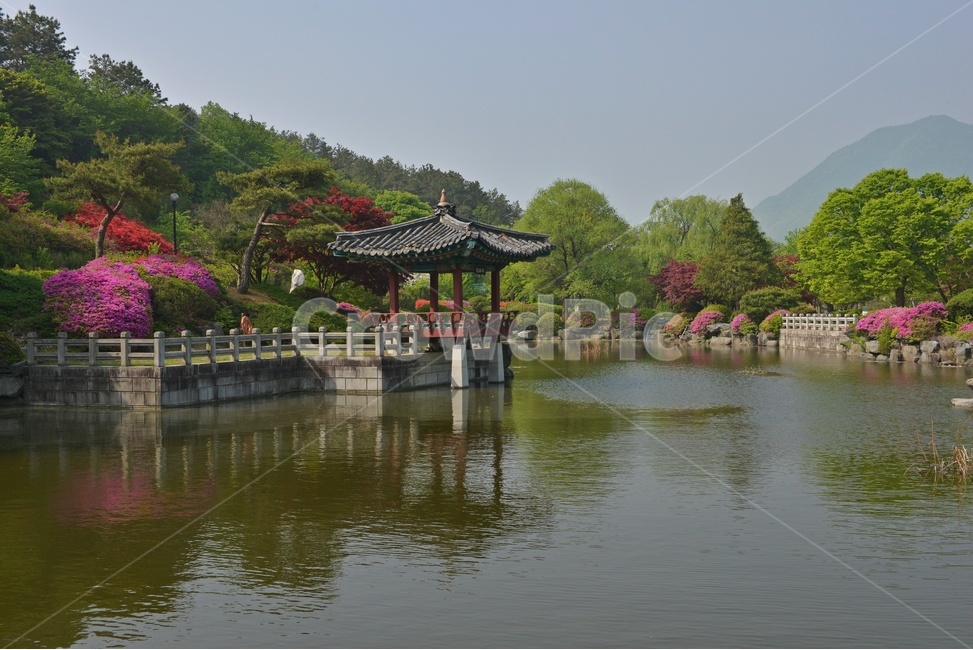 충남,대전,현충원,국립현충원,현충지,pond,못,garden,정원,연못,반영,현충지봄,철쭉,철쭉꽃,봄,계절,경치,경관,풍경,outdoors,옥외,nature,자연,water,물,plant,식물,tree,나무,정자,쉼터