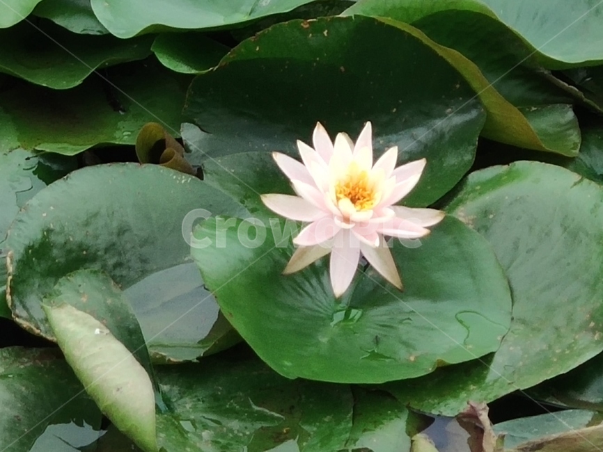 연꽃,꽃,자연,flower,lotusflower,식물,자연,plants,nature,꽃,flower