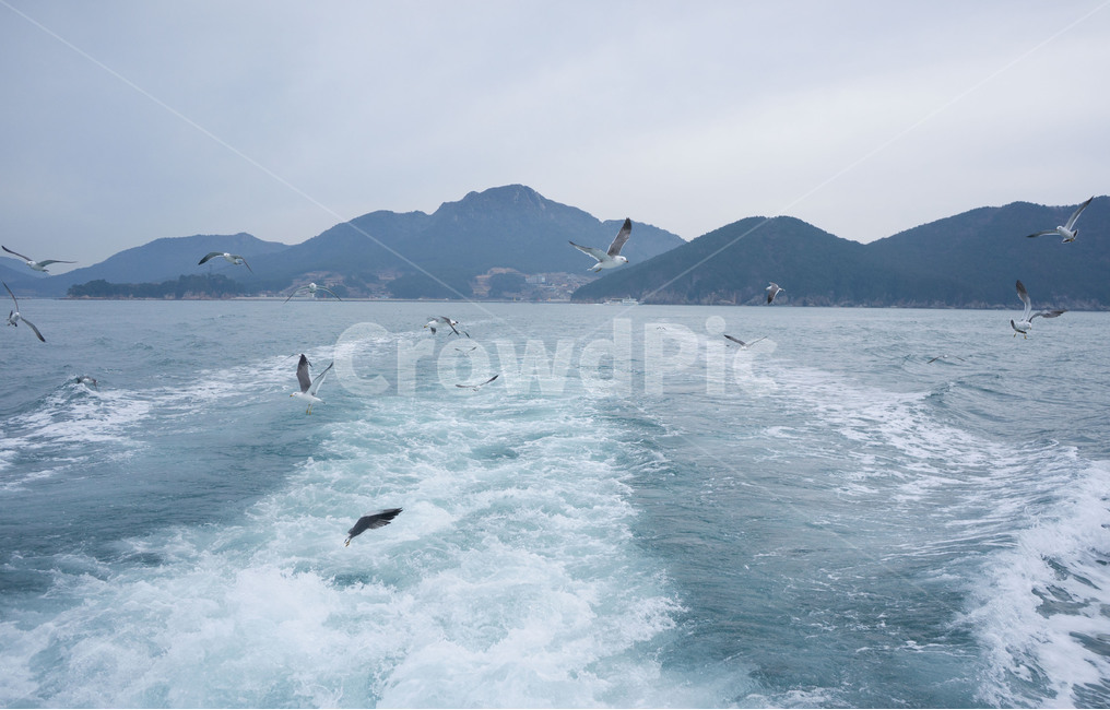 바다,갈매기,새,하늘,자유로움,mewseamewbird,sea,fly,동물,animal,조류,birds,자연,풍경,nature,landscape,동물,animal,조류,새,birds,adventure,모험,leisure activities,레저 활동,ocean,대양,outdoors,옥외,water,물,bird,promontory,곶