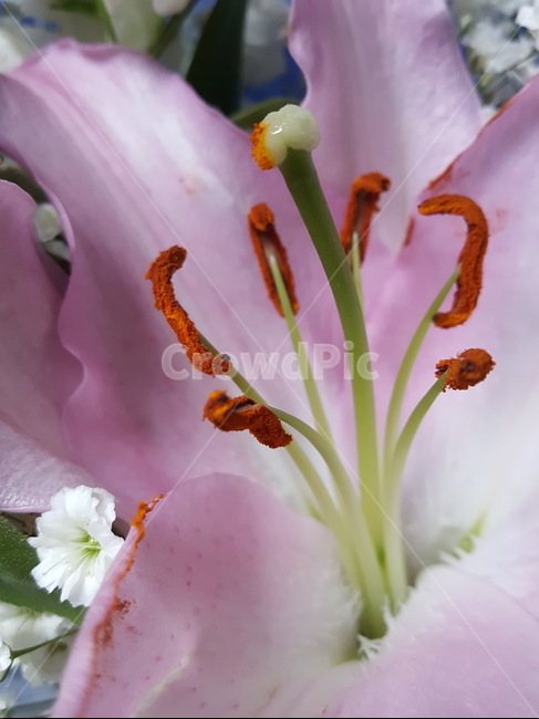 plant,식물,pollen,화분,백합,꽃,꽃가루