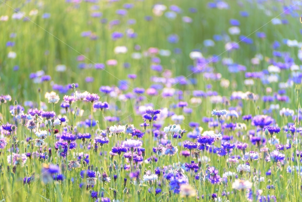 수레국화,여름꽃,정원,백그라운드,식물,보라색,꽃,cornflower,summerflower,background,plant,flower,purple,식물,자연,plants,nature,풍경,landscape,꽃,flower,outdoors,옥외,field,들,grassland,목초지,blossom,anemone,아네모네