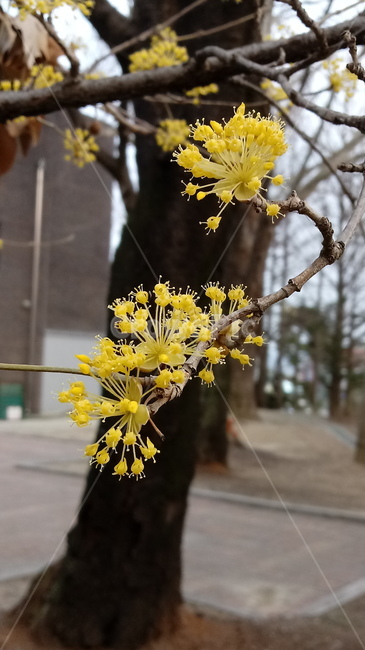 식물,꽃,나무,tree,outdoors,산수유