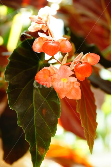 꽃,꽃잎,분홍색,잎사귀,꽃술,식물,자연,plants,nature,꽃,flower