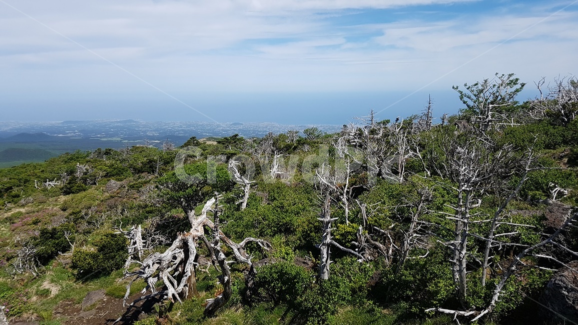 제주도,한라산,영실코스,고사목,구상나무