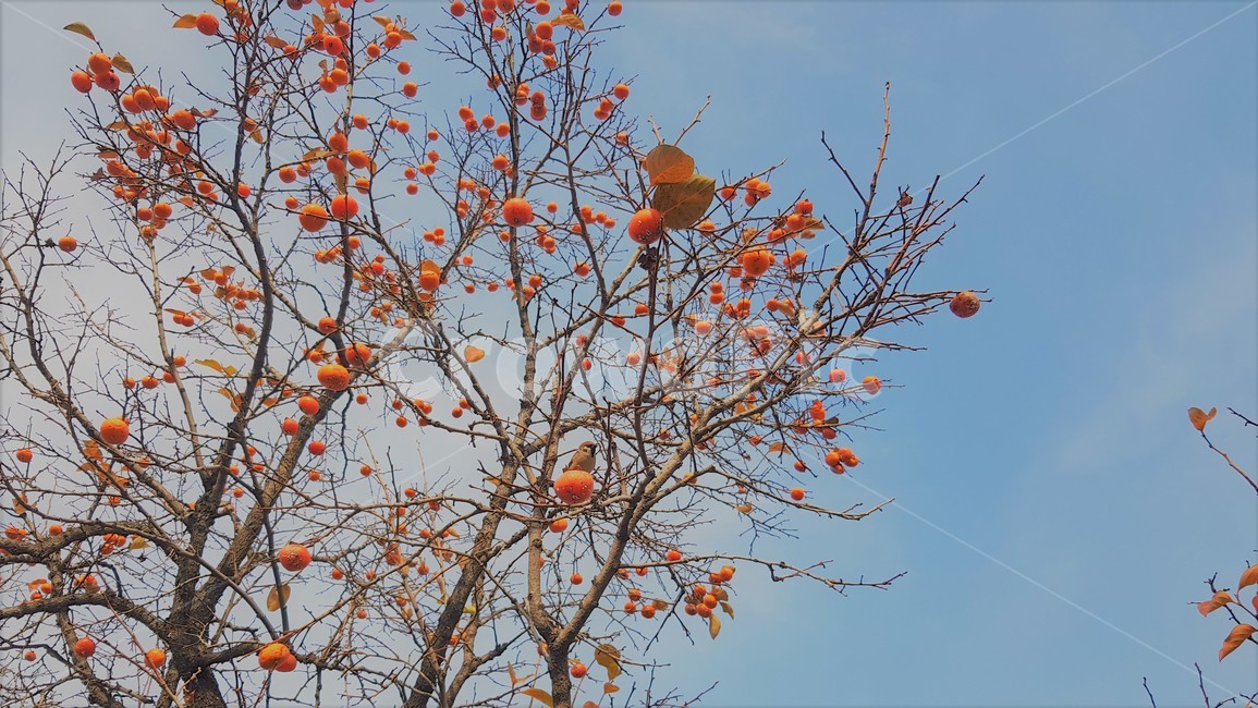 참새,bird,감나무,열매,가을,하늘,풍경,식물,자연,plants,nature,과일,열매,fruit