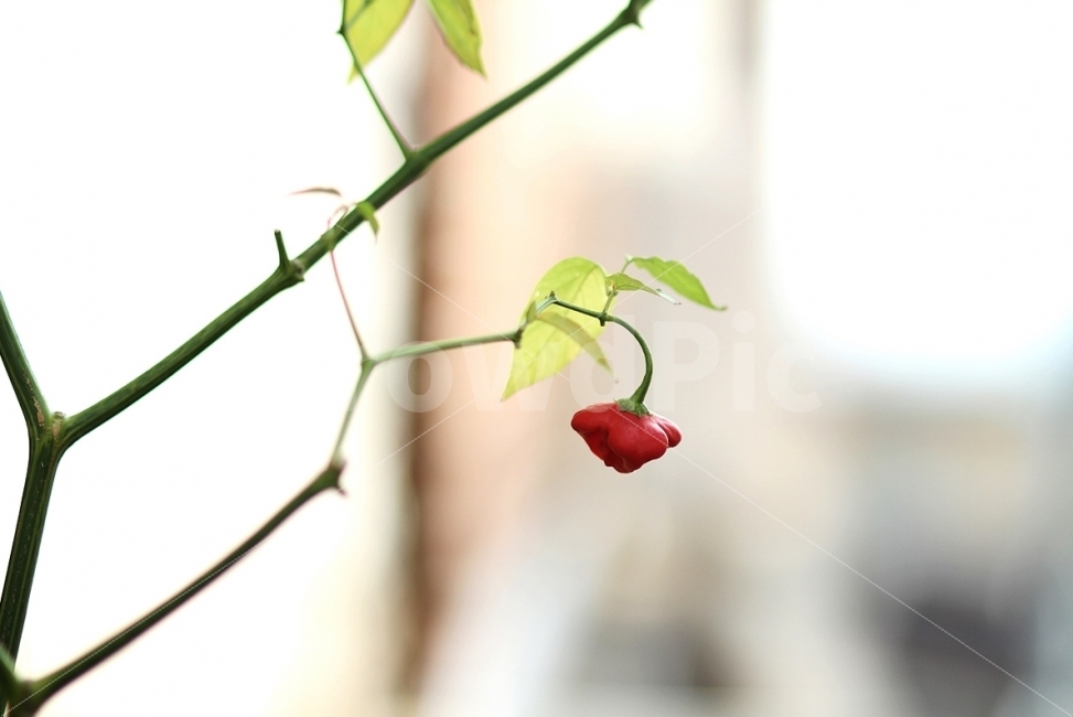 꽃,화초고추,식물,감성사진,자연,식물,자연,plants,nature