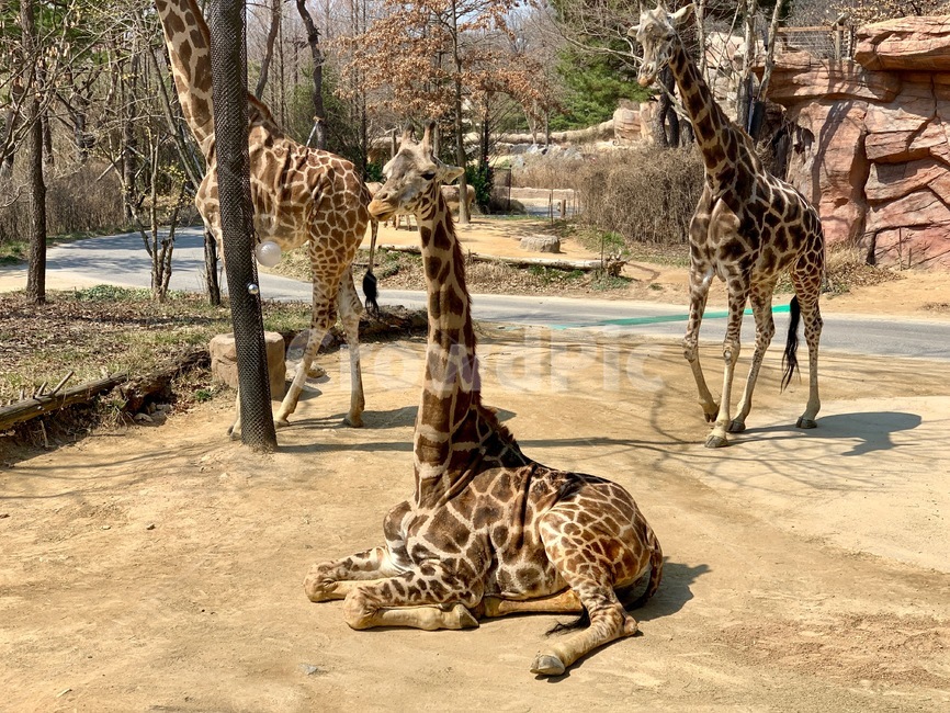 animal,동물,기린,giraffe,mammal,포유류,동물원,zoo,초식동물,야생동물,wildanimal,wildlife