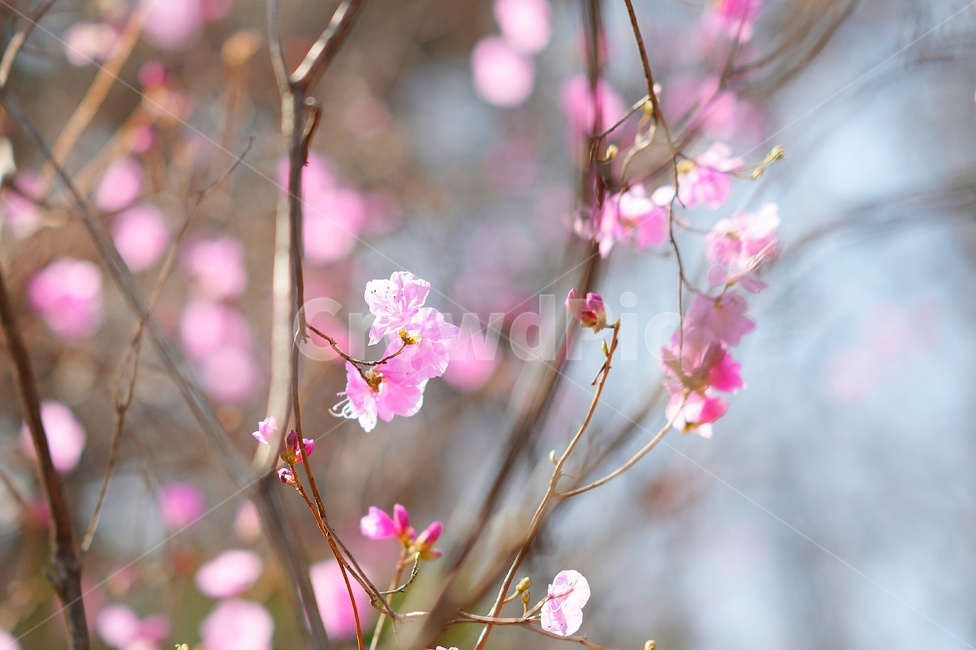 진달래꽃,azalea,꽃,flower,plant,식물
