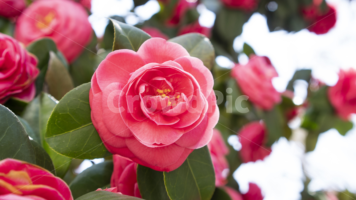 동백꽃,봄꽃,식물,봄배경,꽃배경,rose,장미,flower,blossom,꽃,식물,자연,plants,nature,꽃,flower