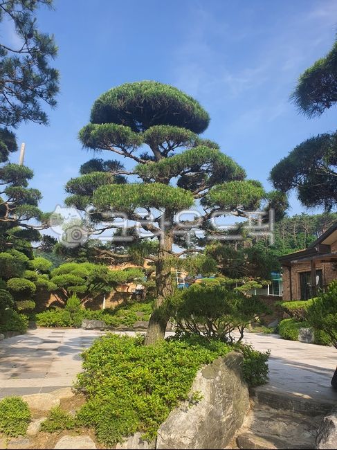 Pine tree landscaping,pine tree,flower bed,natural landscape,Apartment landscaping,garden,landscape,peacock maple,park