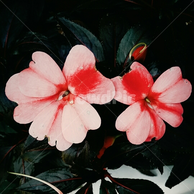 꽃,화단,화분,개화,flower,식물,자연,plants,nature,꽃,flower