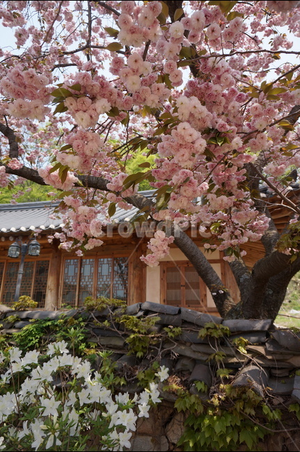 겹벚꽃,개심사,핑크,꽃,봄,풍경,봄,계절,spring,season,한국전통,한국문화,korean traditional,korean culture,식물,자연,plants,nature,꽃,flower,plant