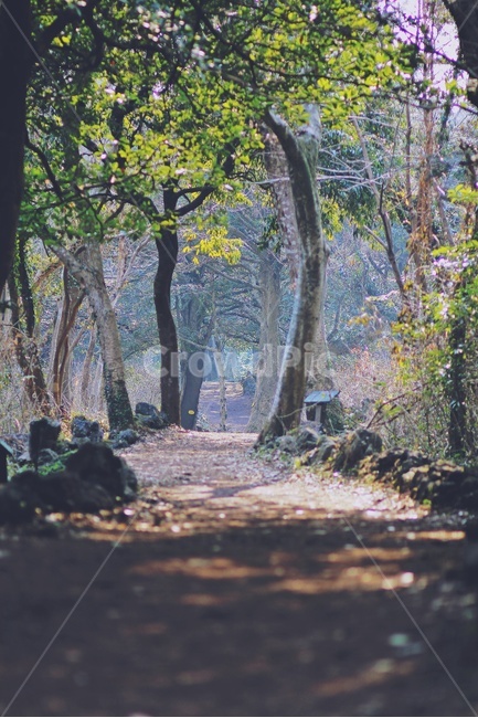 산책로,나무,햇빛,그늘,trail,tree,sunlight,shade,숲속,자연,풍경,nature,landscape,휴식,힐링,rest,relaxation,healing,plant,식물,tree trunk,나무 줄기,ground,바닥