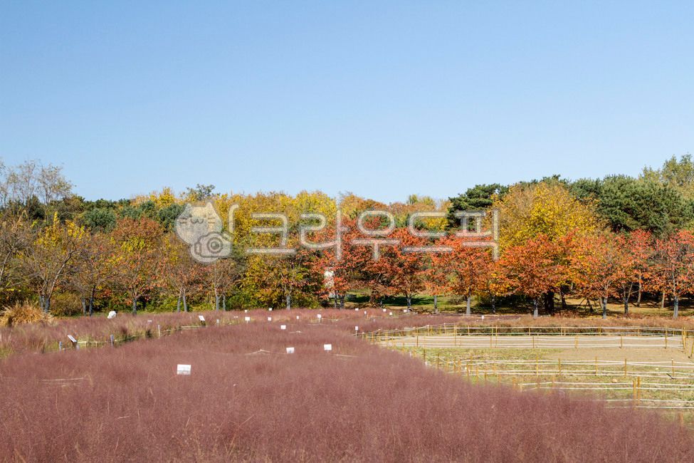 Olympic Park,theme park,Move room,city,nature,tree,seoul,trail,outdoors,plant,maple,park,walk,Songpagu,Maple