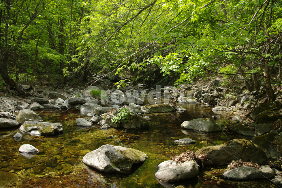 냇물,나무,초록,식물,숲,풍경,자연,풍경,nature,landscape,water,물,outdoors,옥외,stream,흐름