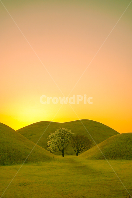 경주대릉원,목련나무,나무,식물,풍경,자연,자연,풍경,nature,landscape,한국자연풍경,한국자연경관,korea nature landscape,한국전통,한국문화,korean traditional,korean culture,랜드마크,landmark,tourist attraction,한국랜드마크,한국관광지,한국명소,korea landmark,korea tourist attraction,색깔,색상,색채,색감,color sense,color sensitivity,feeling of color,grassland,목초지,outdoors,옥외,field,들,mound,투수판
