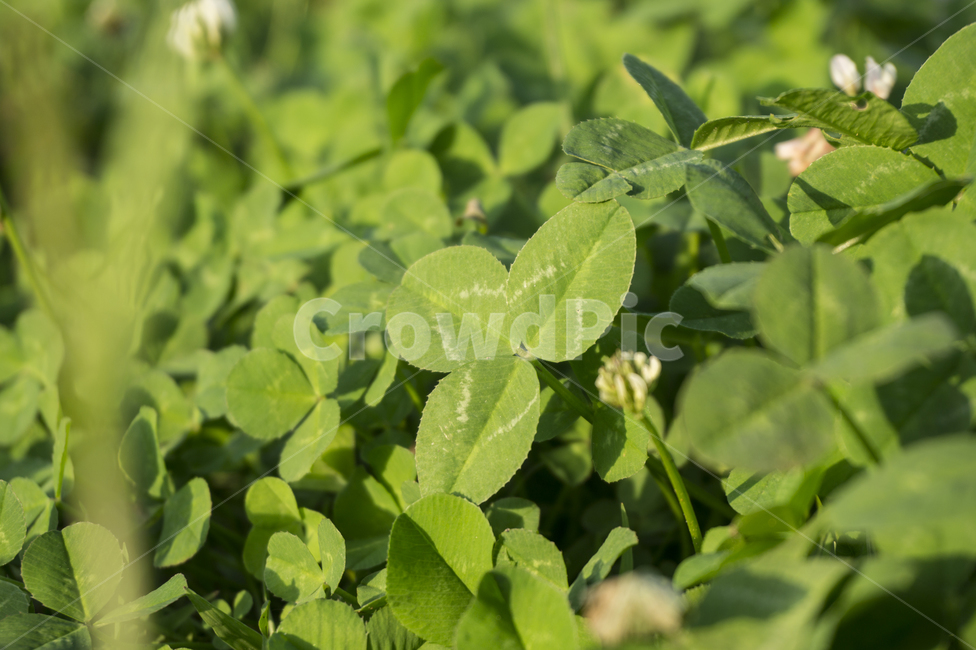 세잎클로버,클로버,잎,leaf,plant,식물,잔디,화단,봄,네잎클로버,행운,초록색