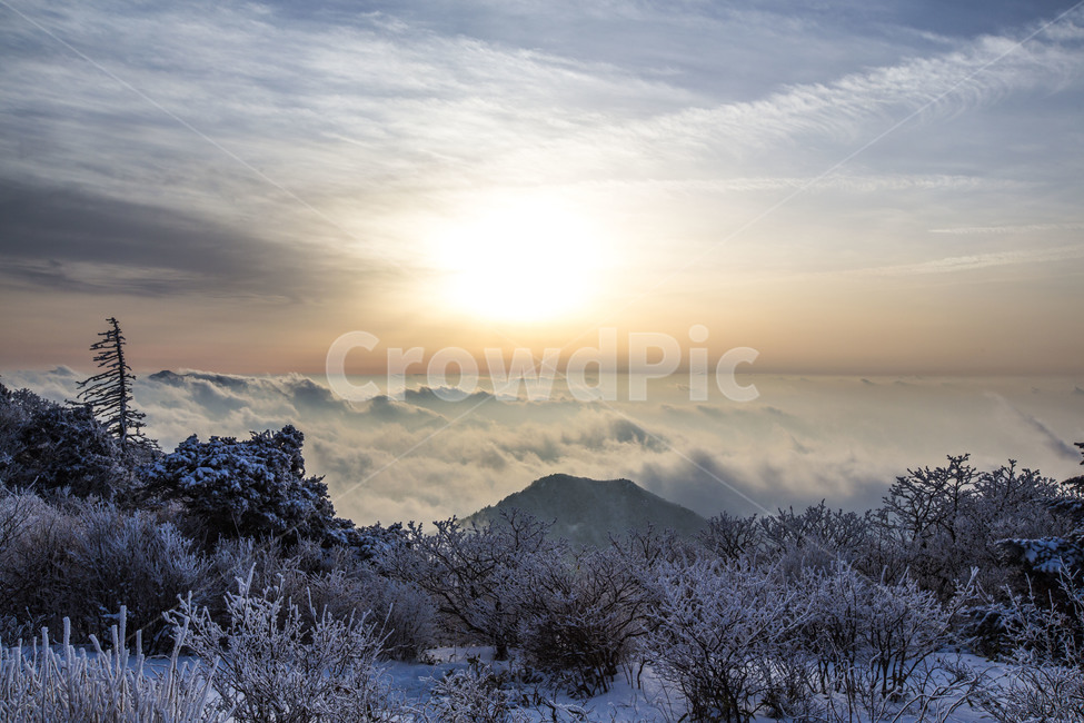 운해,상고대,풍경,일몰,눈꽃,겨울,계절,winter,season,자연,풍경,nature,landscape,한국자연풍경,한국자연경관,korea nature landscape,tree,나무,plant,식물,outdoors,옥외,abies,아비,fir,전나무