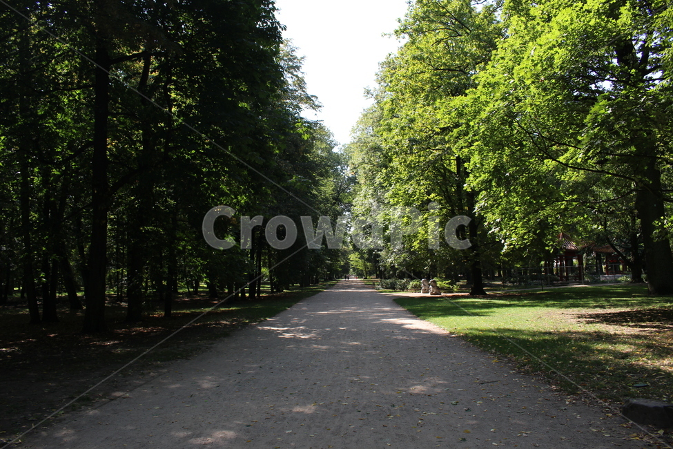 숲,forest,자연,nature,나무,식물,자연,plants,nature,나무,trees,wood