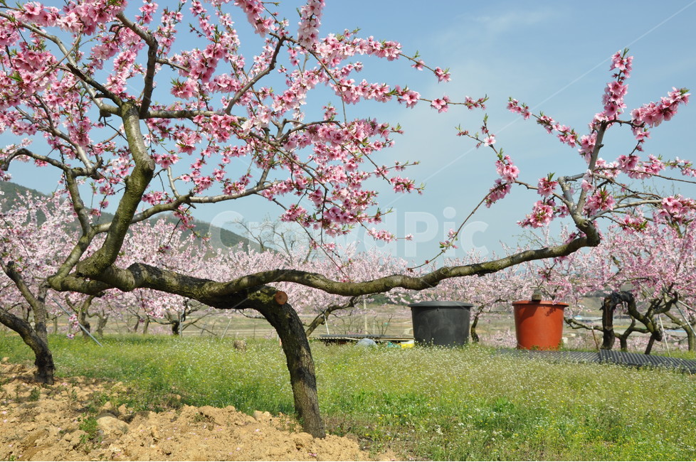 복사꽃,꽃,봄,하늘,시골,나무,식물,자연,plants,nature,꽃,flower,나무,trees,wood